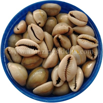 Palakarai | Cowry | Chovi | Chozhi 250gm